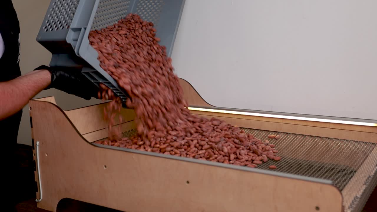 procesamiento de los granos de cacao