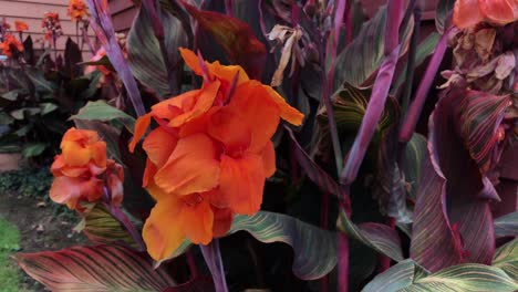 una flor de naranja que sopla suavemente de un lado a otro con la brisa