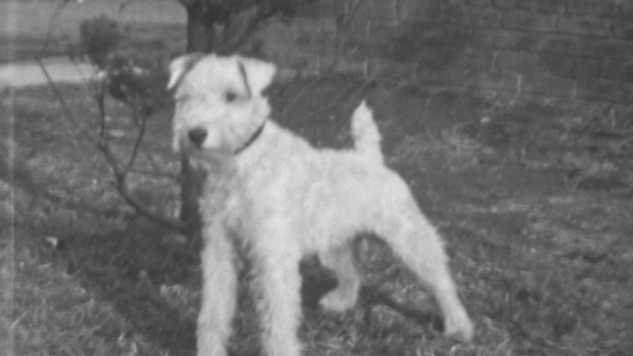 Ruhåret Foxterrier hund står ved siden af en busk på en blæsende dag. Ser rolig ud og nyder at varme sig i solen. Fredelig dag i parken. Sort-hvid vintageoptagelse fra 1930'erne