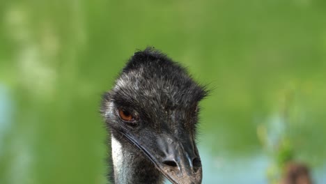 pájaro de avestruz de cerca con fondo verde