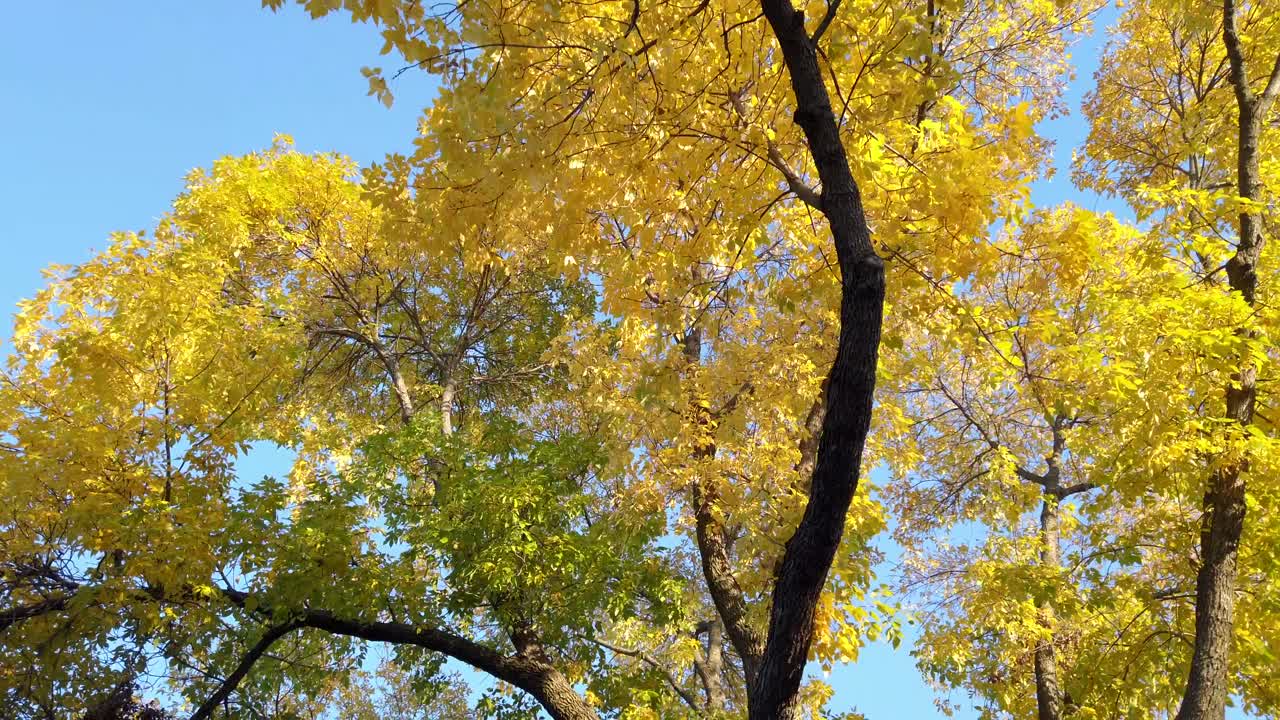 화창한 날을 걸으면서 황금빛 잎이 달린 나무를 올려다본다