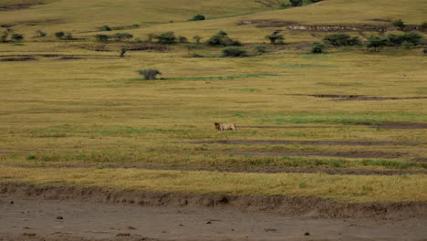 löwe auf der jagd im nationalpark serengeti tansania