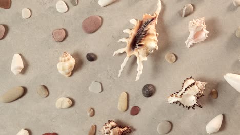 seashells and sea pebbles on golden sand