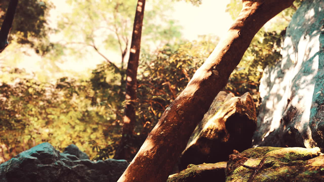 열대 우림 의  ⁇ 빛