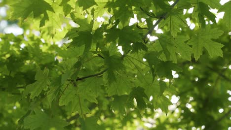 close up of large green maple leaves with sun rays shining in and out through the branches in slow motion