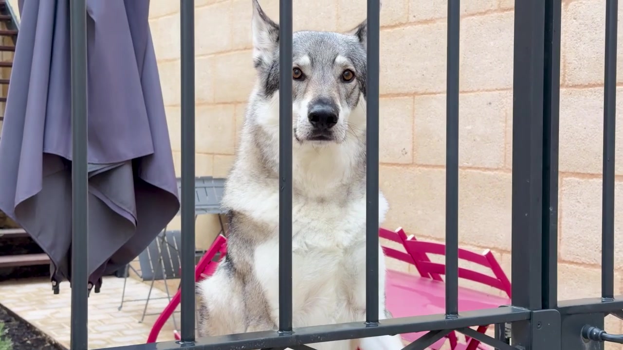 A Czechoslovakian Wolfdog stands alert behind a black iron gate in a stone courtyard.