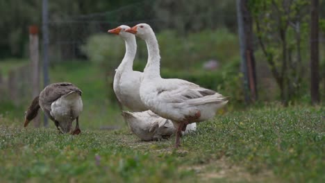 lots of ducks in spring