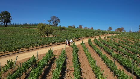 Luftaufnahme:-Weinberge-An-Der-Küste-Des-Colchagua-Tals-In-Chile-Im-Sommer,-Gesehen-Von-Drohnen-Paredonen-Mit-Menschen,-Die-Wandern,-Wandern,-Predigen