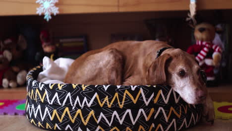 dog lies at home in the basket with many toys around
