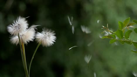 dandelions dispersing their floating seeds in slow motion in the wind close up