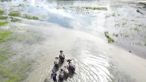 Aerial-Flying-Over-Farmer-Herding-Group-Of-Buffalo-Across-Flooded-Rice-Paddy-Fields