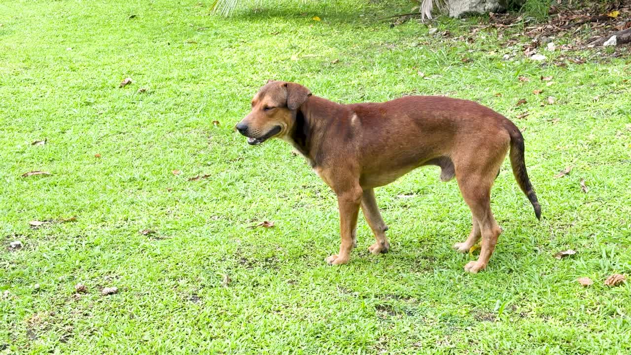A brown short-haired dog stands on a green lawn before walking across the frame
