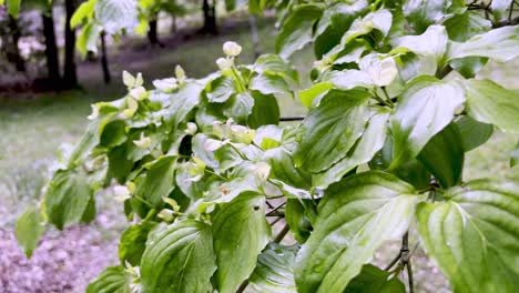 older-man-inspects-kousa-dogwood-tree