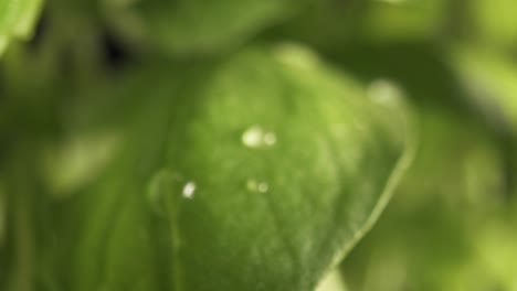 zoom in macro video of water drop on basil leaf