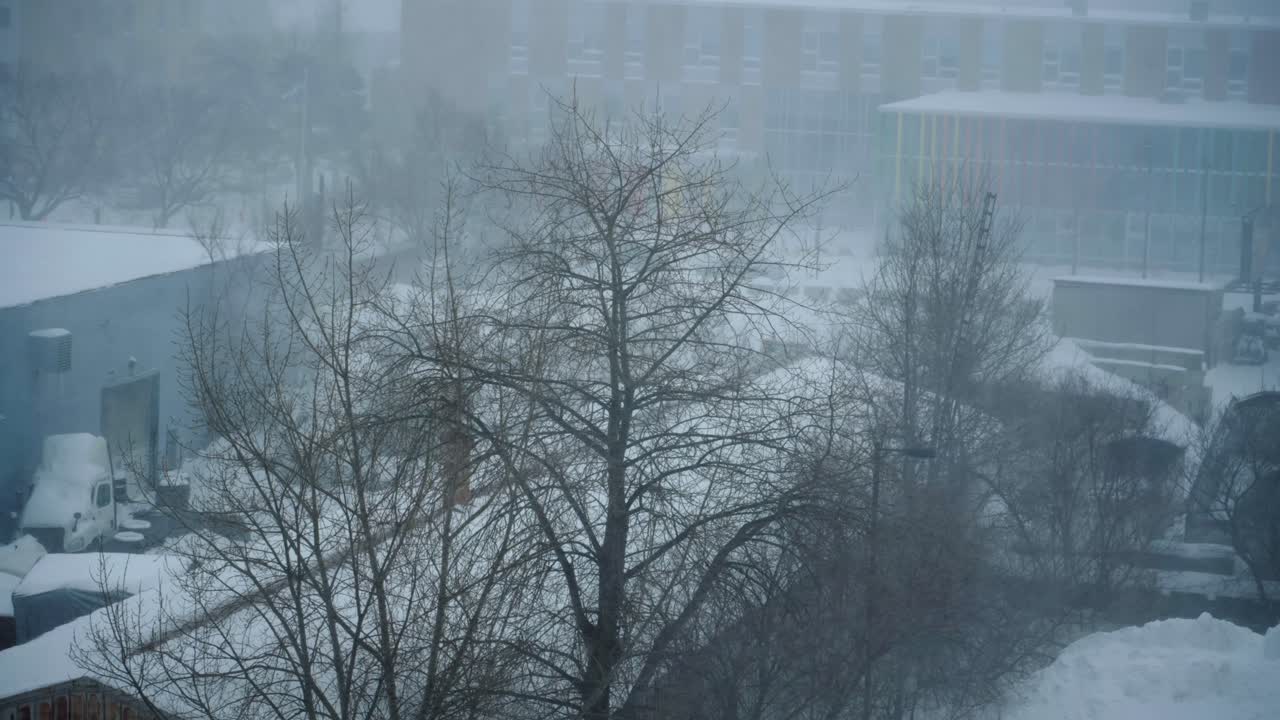 Leafless tree covered by passing snow