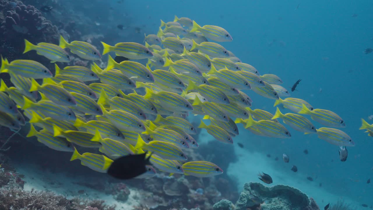 Toma subacuática de un gran banco de peces pargo de rayas azules nadando cerca de un arrecife de coral en las profundidades del océano azul claro.