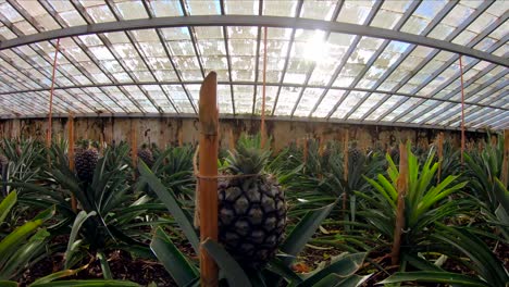 walking through pineapple plants in greenhouse