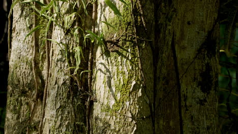 Corteza-De-árbol-Antiguo-Con-Textura-De-Musgo-Profundo