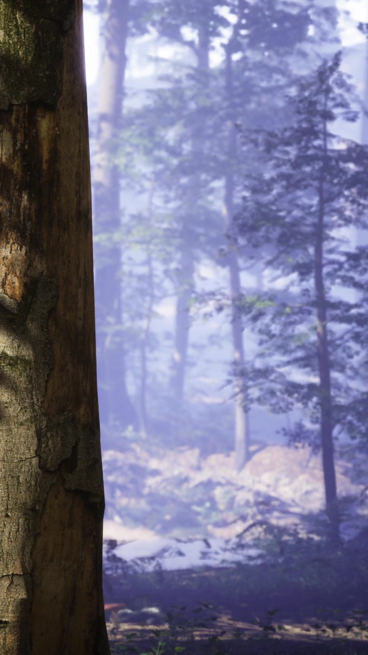 Foresta nebbiosa con alberi e rocce, ripresa nelle prime ore del mattino.