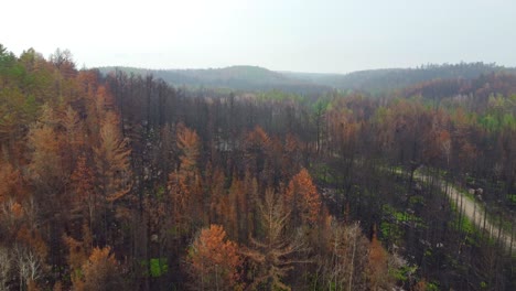 Vista-Aérea-De-Un-Bosque-Con-Una-Mezcla-De-árboles-Sanos-Verdes-Y-Marrones,-Muertos-O-Moribundos-Que-Se-Queman