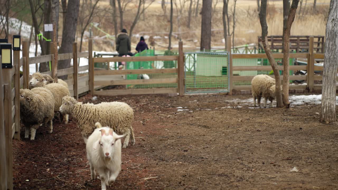 A flock of sheep waits in a muddy enclosure at a zoo cafe in Pyeongchang, South Korea, as tourist families walk by in the winter background