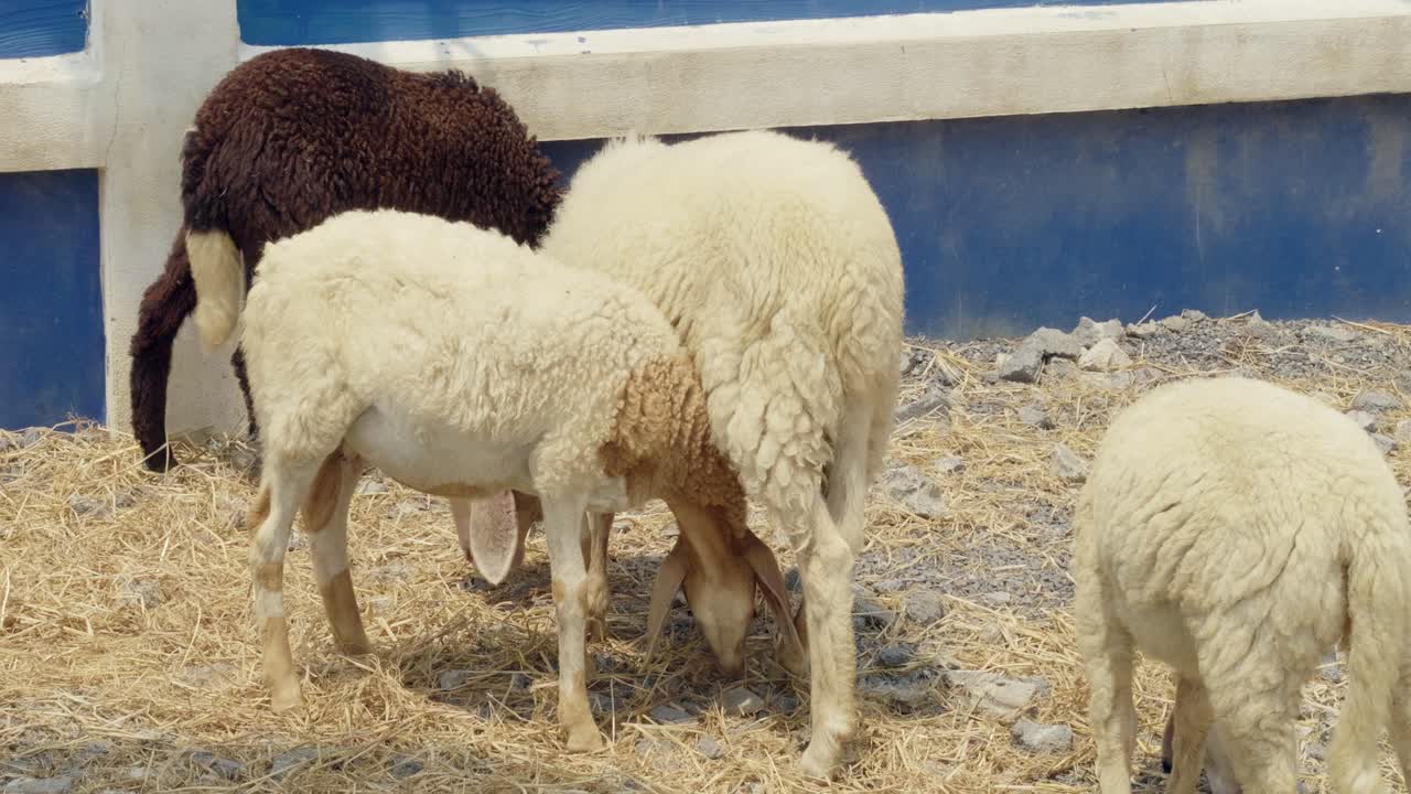 Sheep grazing in a pasture farm animal rural setting close-up natural behavior