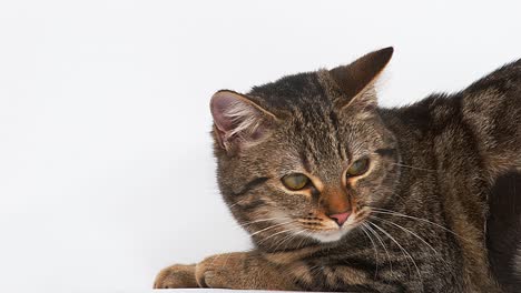 brown tabby domestic cat on white background, real time 4k