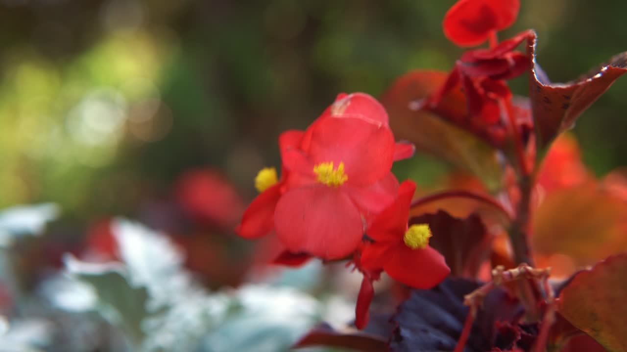 primer plano de las flores de begonia roja