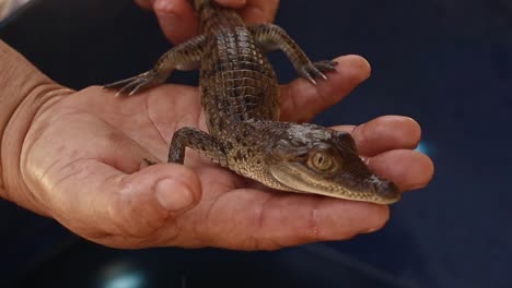 una cría de cocodrilo filipino en peligro crítico de extinción o crocodylus mindorensis siendo acunada en las manos de un voluntario de un proyecto de conservación
