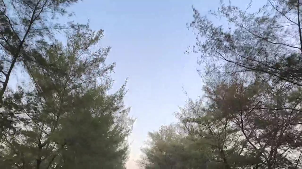 Low Angle View of Pine Trees Swaying in the Wind