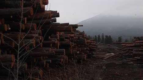 snow falls lightly and recently cut and stacked lumber harvested from the nearby mountain