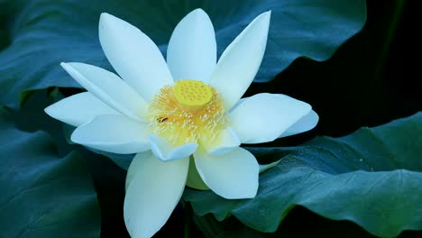 beautiful white lotus flower with green leaves in pond