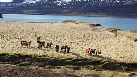 aerial shot of iceland ponies standing with in the background high mountains in snow