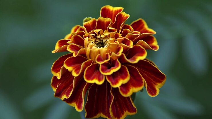 Time Lapse of a Marigold Flower Blooming