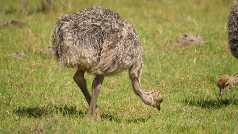 juvenile ostrich eats grass with other babies in flock in south africa