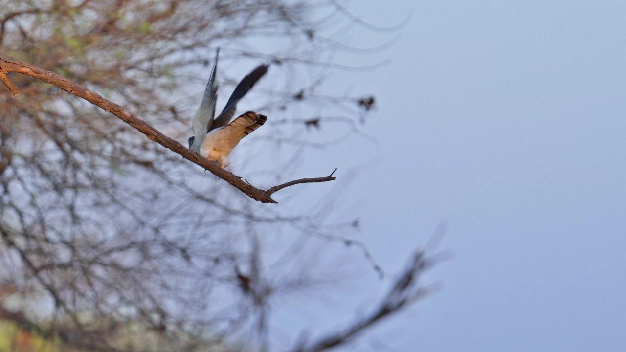 Cuculo sparviero comune appollaiato tranquillamente su un ramo d'albero, mentre scruta i dintorni in una foresta tranquilla durante l'ora d'oro