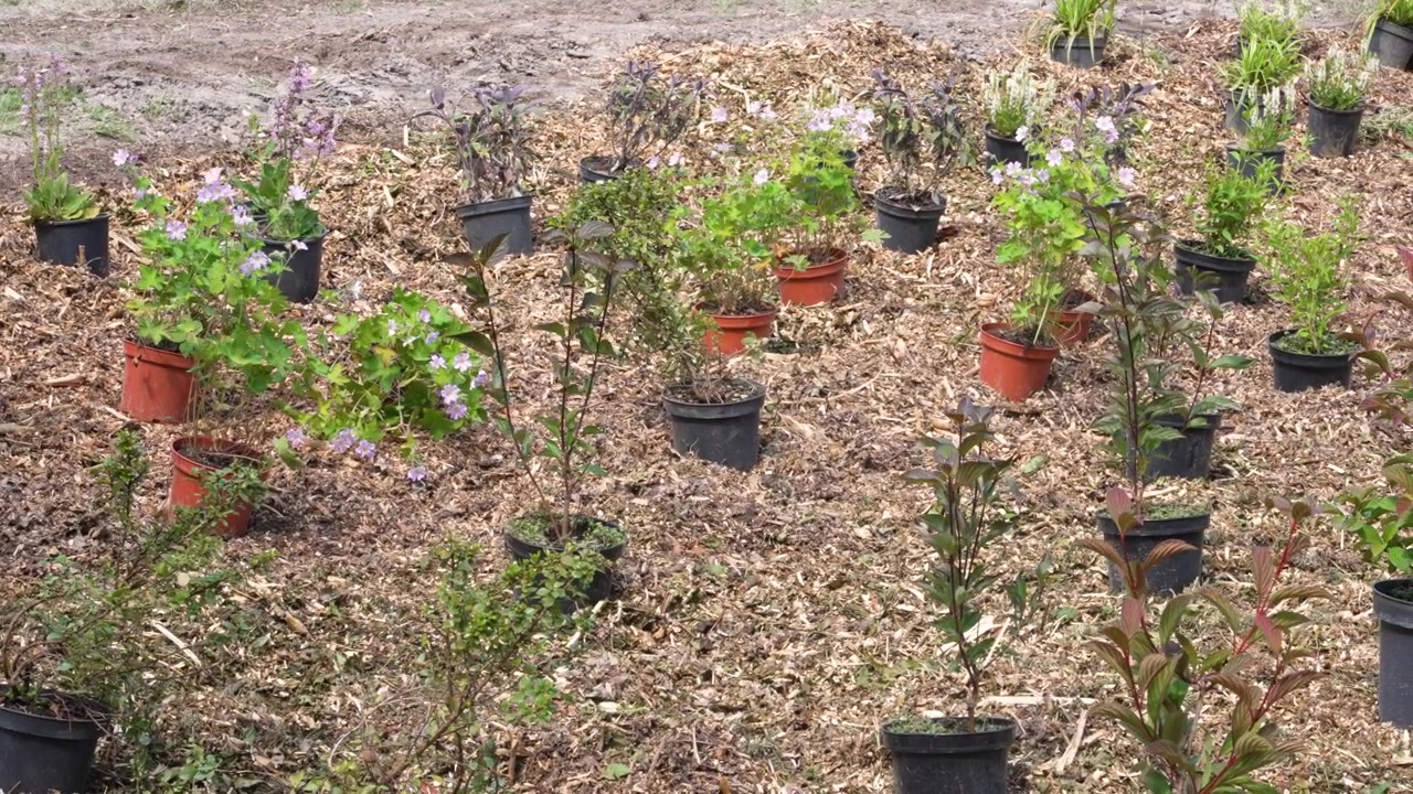 Plantas em vasos sobre uma camada de cobertura morta de lascas de madeira, prontas para serem plantadas em um jardim de chuva com retenção de água.