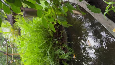 beautiful calm spa oriental gardens and pavillion in the rain, stepping stones and koi pond: malahini kuda bandos, maldives