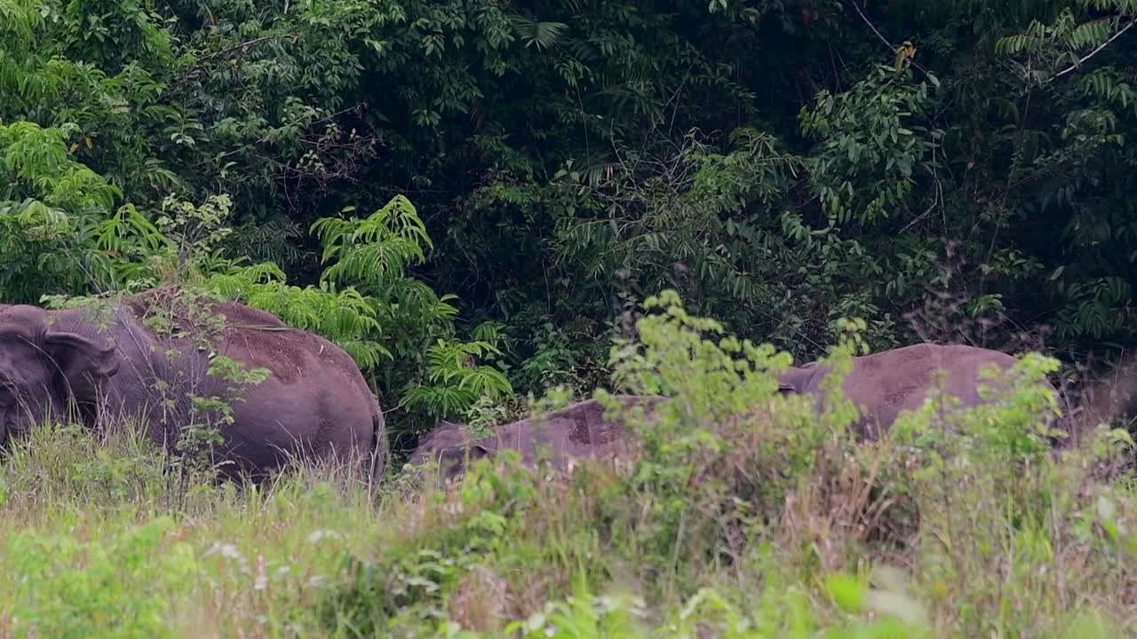 los elefantes asiáticos son especies en peligro de extinción y también son residentes de tailandia