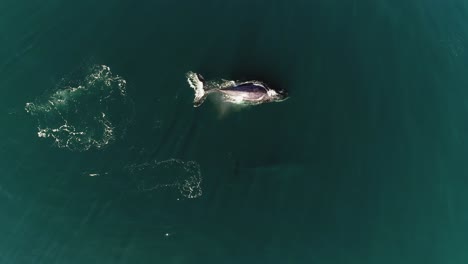 ballenas megaptera novaeangliae flotando y sumergiéndose profundamente en el mar - vista aérea