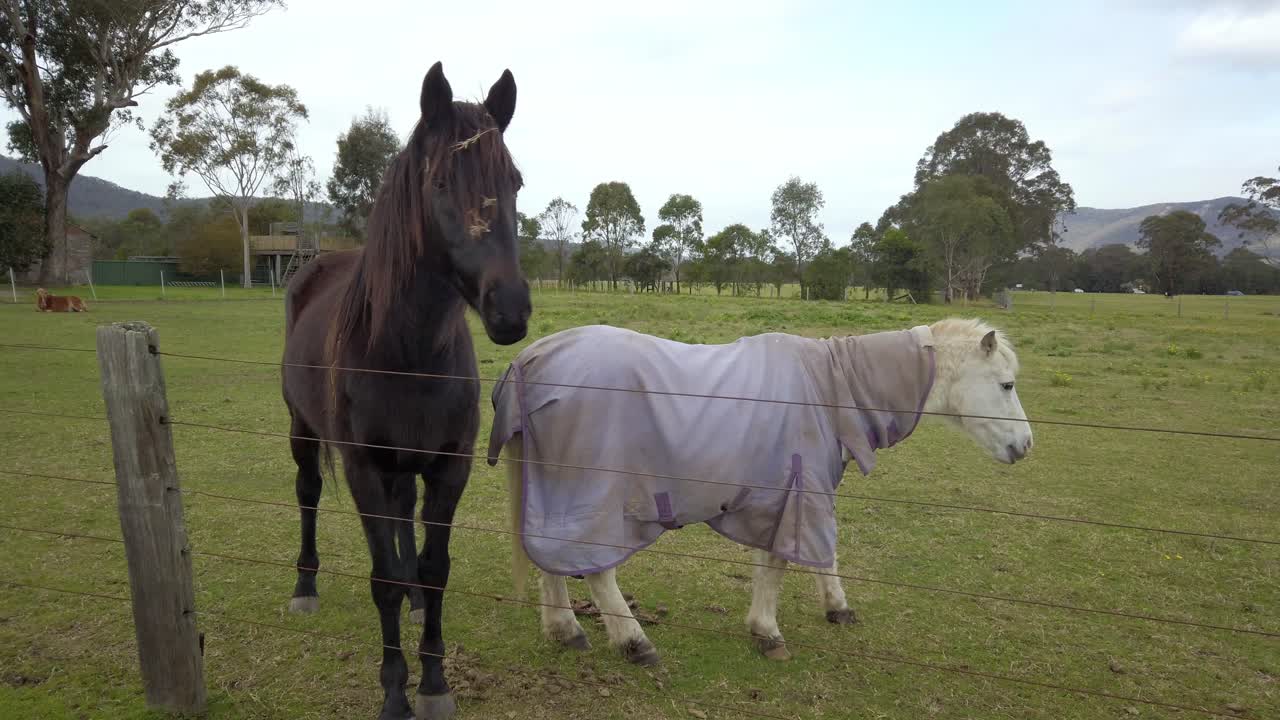 un caballo negro y un pony blanco con una manta de caballo detrás de la valla en el parque, un caballo negro frente a la cámara mientras mastica la hierba verde, de cerca