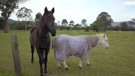 Ein-Schwarzes-Pferd-Und-Ein-Weißes-Pony-Mit-Pferdedecke-Hinter-Dem-Zaun-Im-Park,-Schwarzes-Pferd-Blickt-In-Die-Kamera,-Während-Es-Das-Grüne-Gras-Kaut,-Nahaufnahme