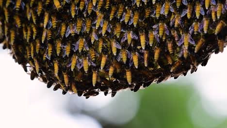 Giant-Honey-Bees-are-known-to-build-large-colonies-of-nest-with-symmetrical-pockets-made-of-wax-for-them-to-store-honey-as-their-food-source