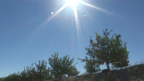 sunny citrus orchard