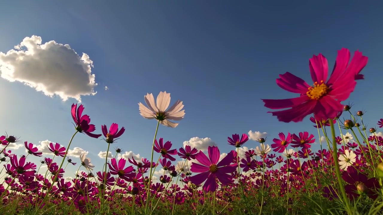 Fiori di cosmo vivaci che ondeggiano in un campo soleggiato sotto un cielo blu