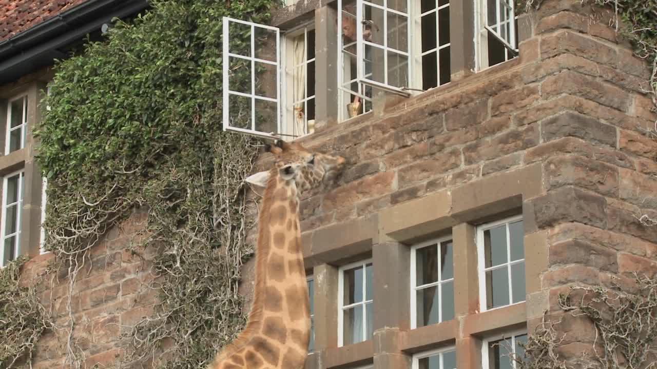 케냐의 옛 저택 밖을 돌아다니는 기린 11