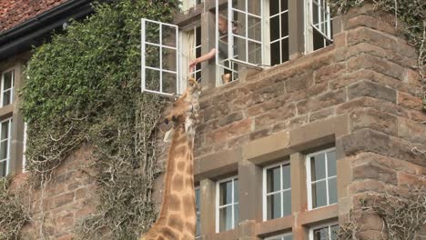 giraffes mill around outside an old mansion in kenya 11