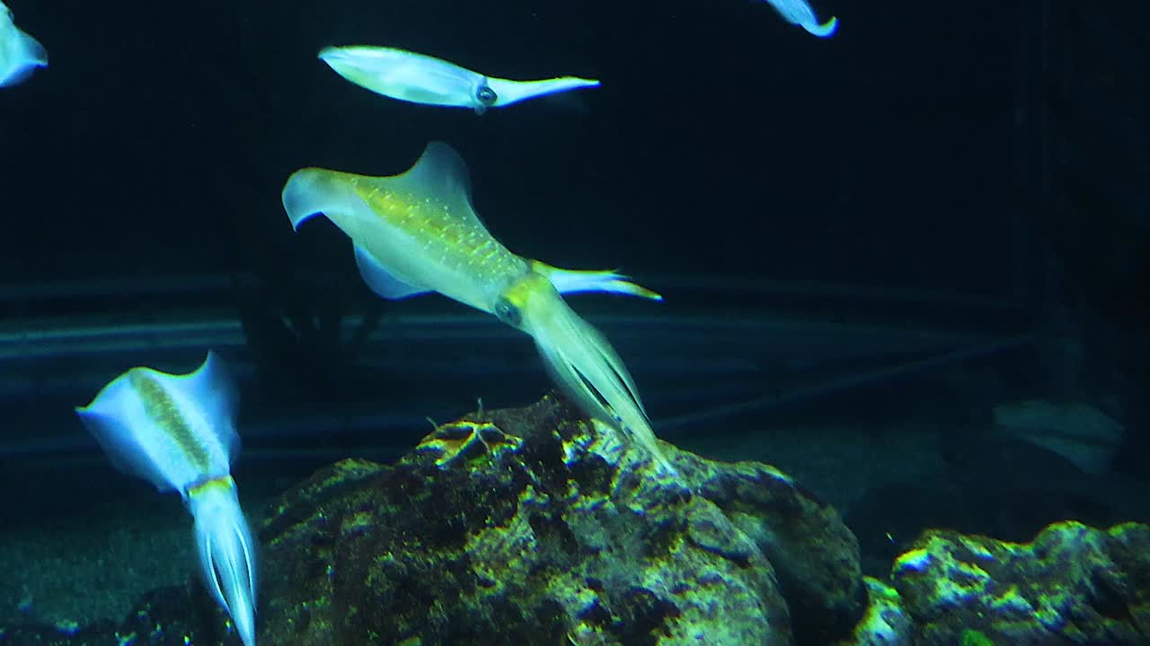 Cuttlefish glide elegantly above rocky terrain in a dimly lit aquarium setting.