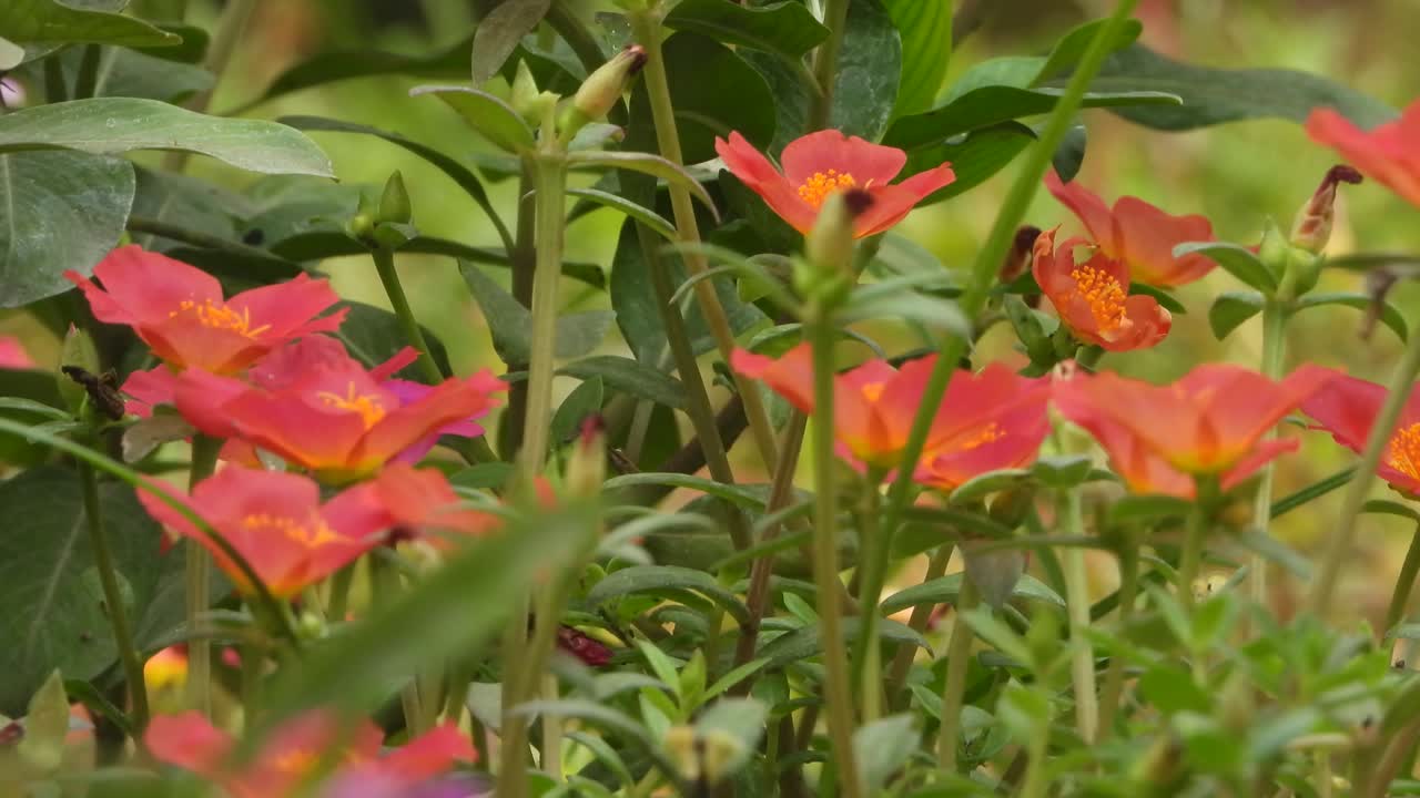 hermosas flores rojas 4k