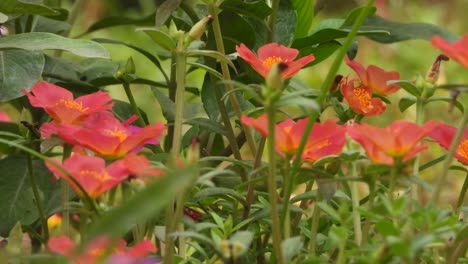 beautiful red flowers 4k